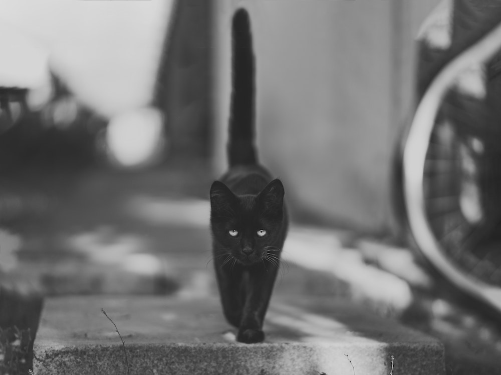 black-black-cat-blur-min